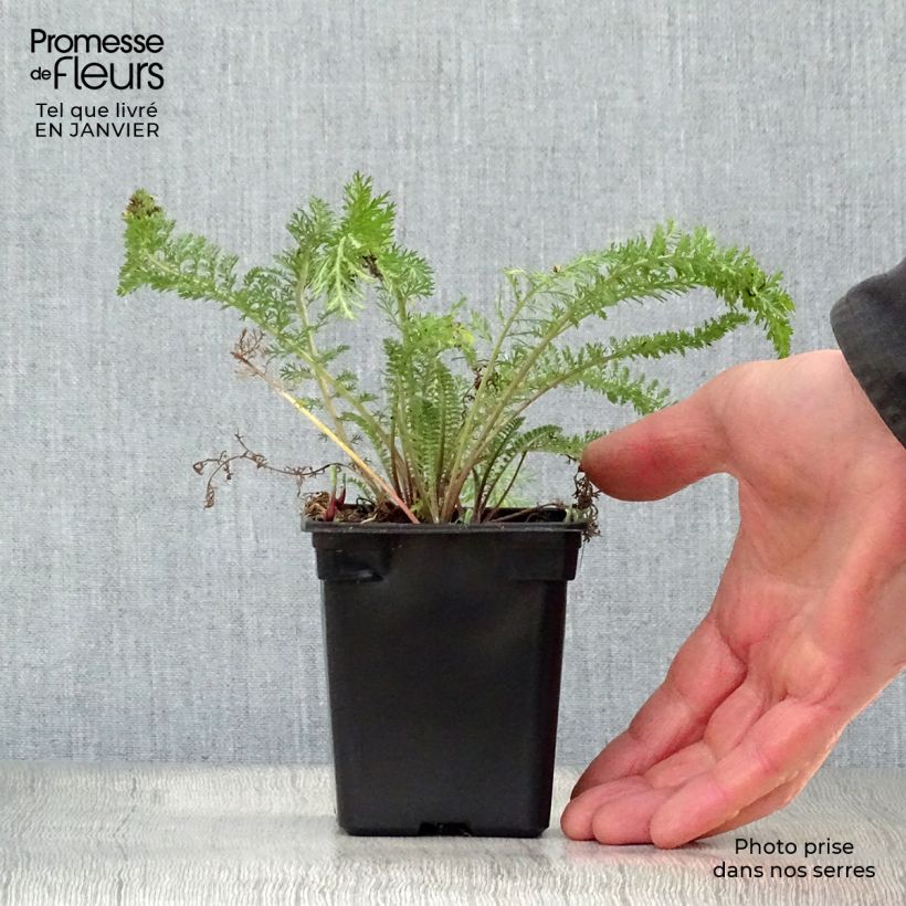 Achillea millefolium Summer Pastel Vasetto da 7/8 cm esemplare consegnato in inverno