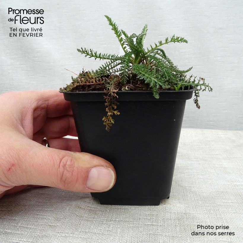 Achillea millefolium Summerwine Vasetto da 8/9 cm esemplare consegnato in inverno