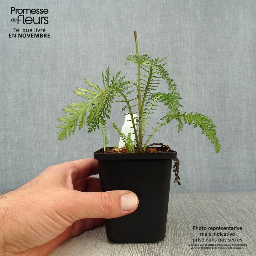 Esemplare di Achillea millefolium Terracotta Vasetto da 8/9 cm come consegnato in autunno