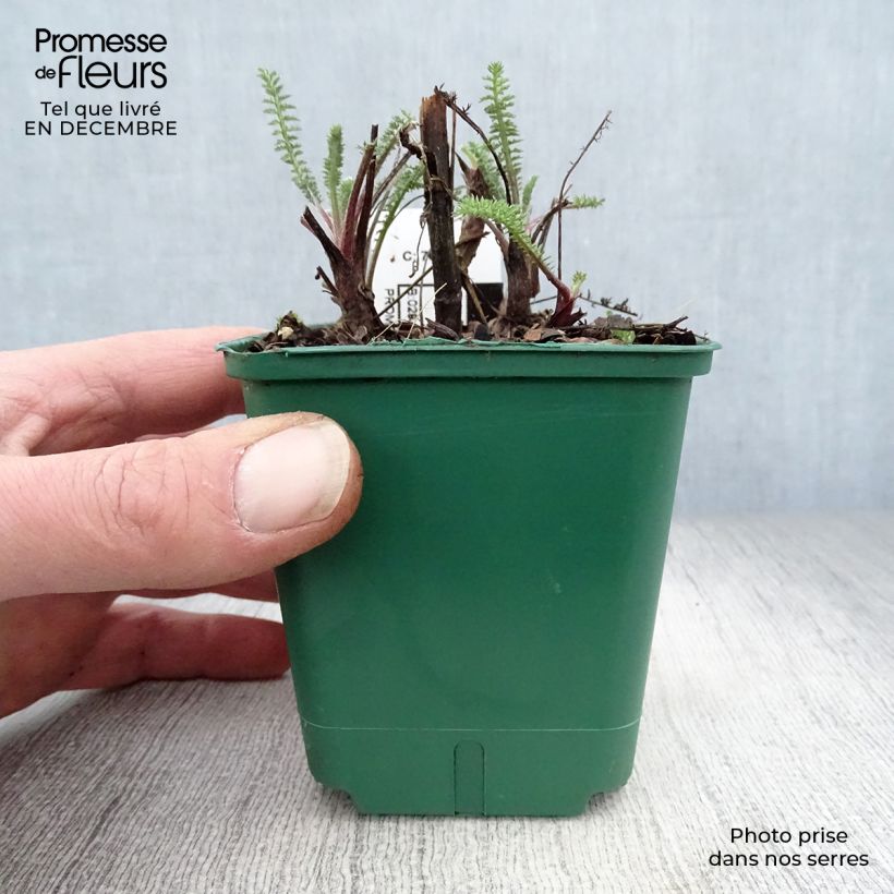 Achillea millefolium Terracotta Vasetto da 8/9 cm esemplare consegnato in inverno