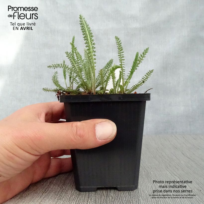 Achillea millefolium Terracotta Vasetto da 8/9 cm esemplare consegnato in primavera