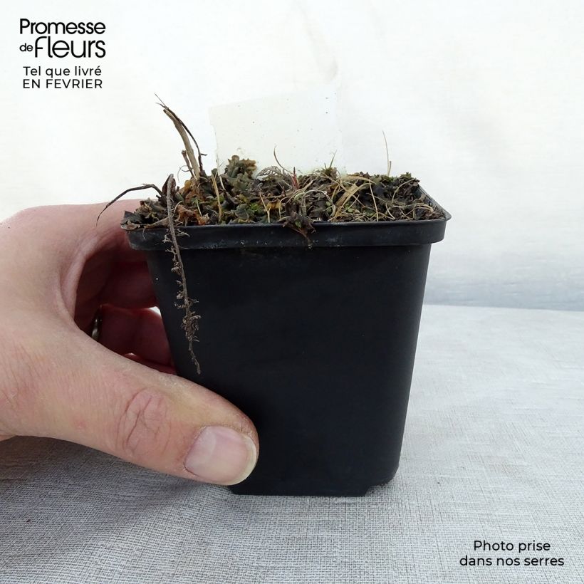 Achillea millefolium Velours Vasetto da 8/9 cm esemplare consegnato in inverno