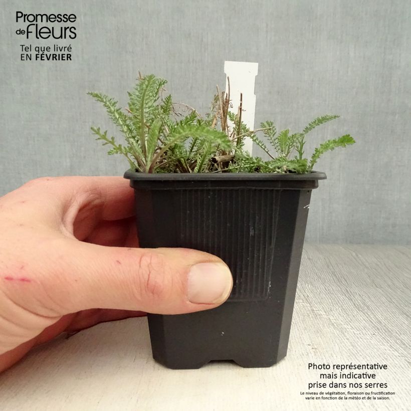 Achillea millefolium Wonderful Wampee Vasetto da 8/9 cm esemplare consegnato in inverno
