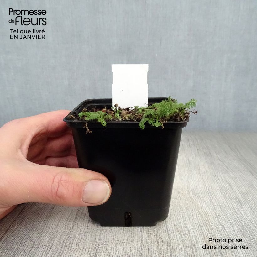 Achillea odorata - Millefoglio Vasetto da 8/9 cm esemplare consegnato in inverno