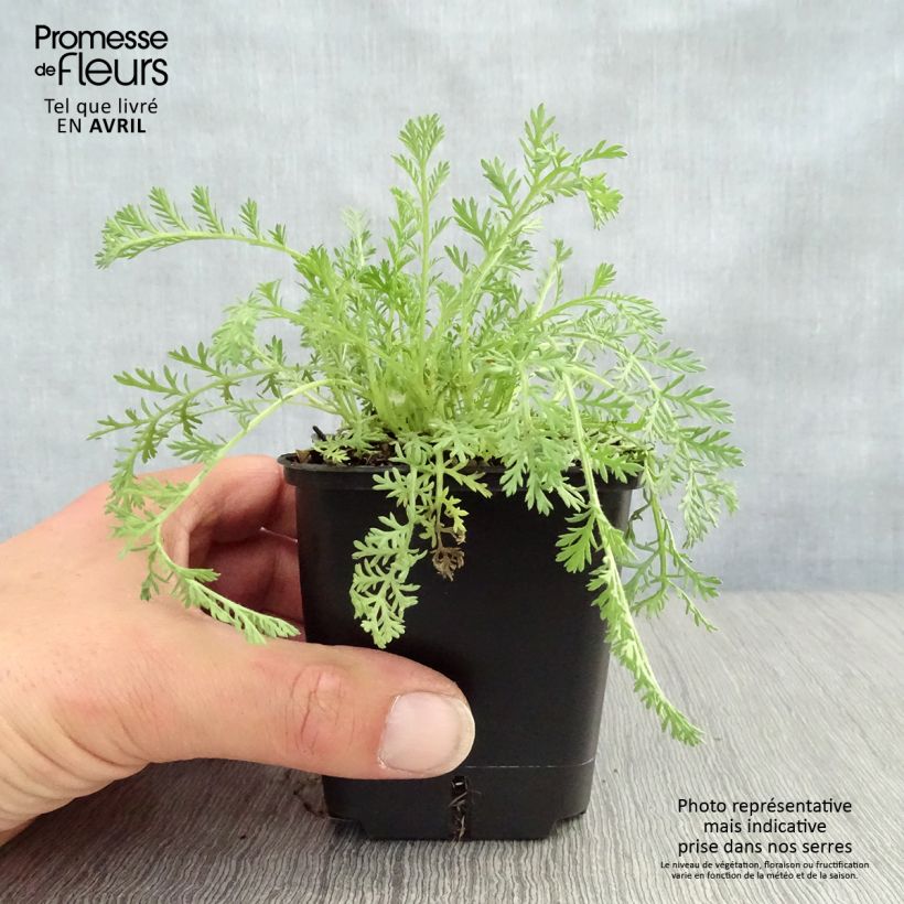 Achillea odorata - Millefoglio Vasetto da 8/9 cm esemplare consegnato in primavera