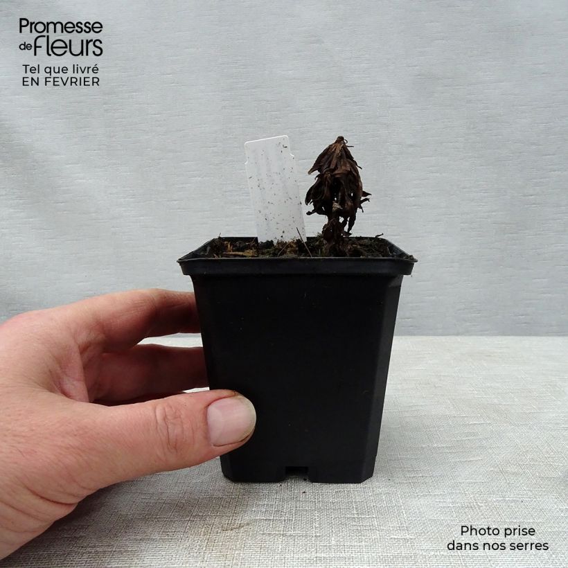 Achillea ptarmica Nana Compacta Vasetto da 8/9 cm esemplare consegnato in inverno