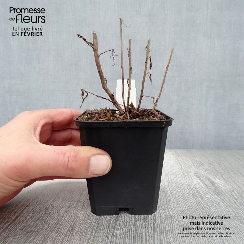 Achillea ptarmica Perry's White Vasetto da 8/9 cm esemplare consegnato in inverno