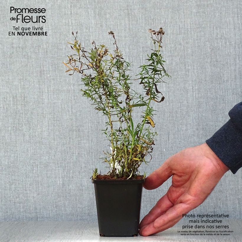 Esemplare di Achillea ptarmica The Pearl Vasetto da 8/9 cm come consegnato in autunno