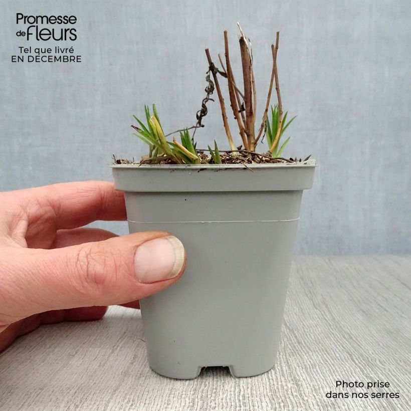 Achillea ptarmica The Pearl Vasetto da 8/9 cm esemplare consegnato in inverno