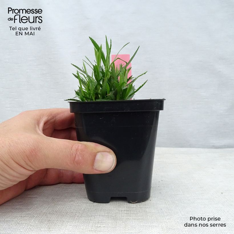 Achillea ptarmica The Pearl Vasetto da 8/9 cm esemplare consegnato in primavera