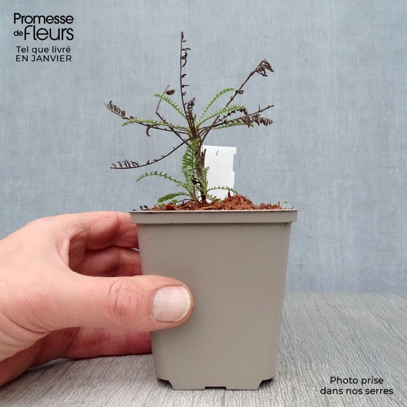 Achillea taygetea Vasetto da 8/9 cm esemplare consegnato in inverno