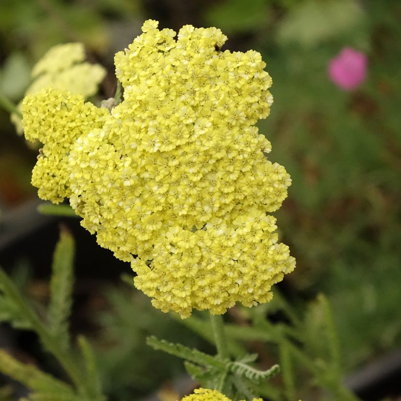 Achillea taygetea (Fioritura)