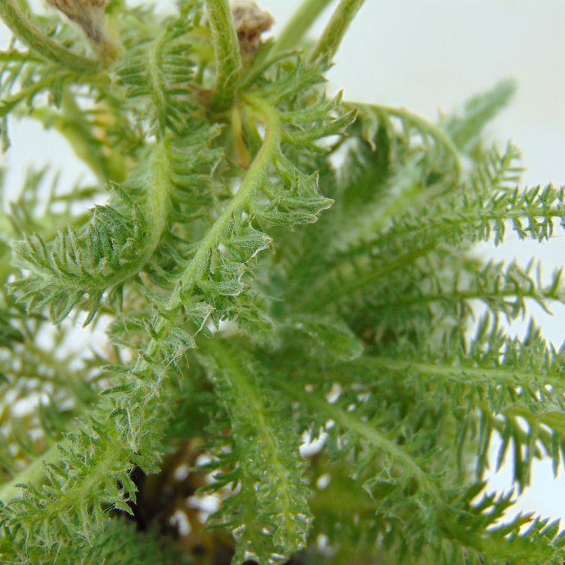 Achillea tomentosa - Millefoglio giallo (Fogliame)
