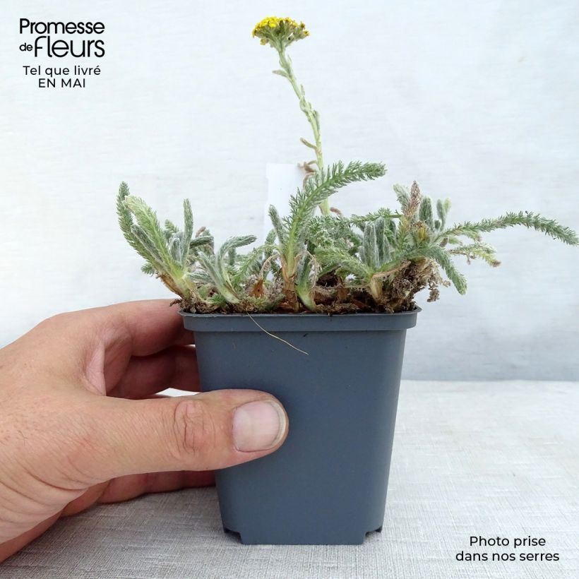 Achillea tomentosa - Millefoglio giallo Vasetto da 8/9 cm esemplare consegnato in primavera