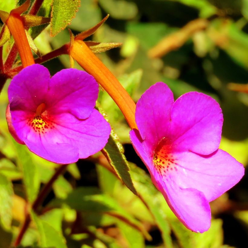 Achimenes Pink (Fioritura)
