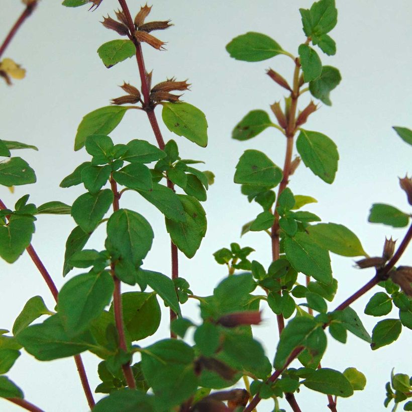 Acinos alpinus Acino alpino (Fogliame)