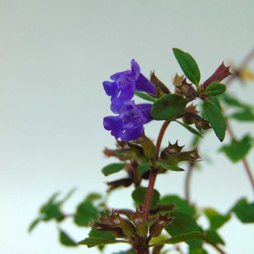 Acinos alpinus Acino alpino (Fioritura)