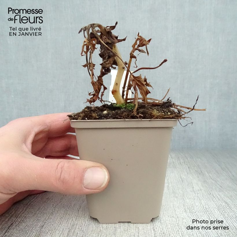 Aconitum Purple Sparrow Vasetto da 8/9 cm esemplare consegnato in inverno