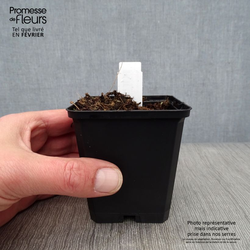 Aconitum henryi Spark's Variety Vasetto da 8/9 cm esemplare consegnato in inverno