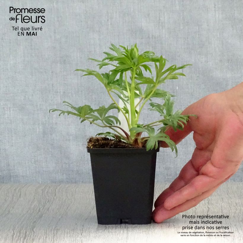 Aconitum henryi Spark's Variety Vasetto da 8/9 cm esemplare consegnato in primavera