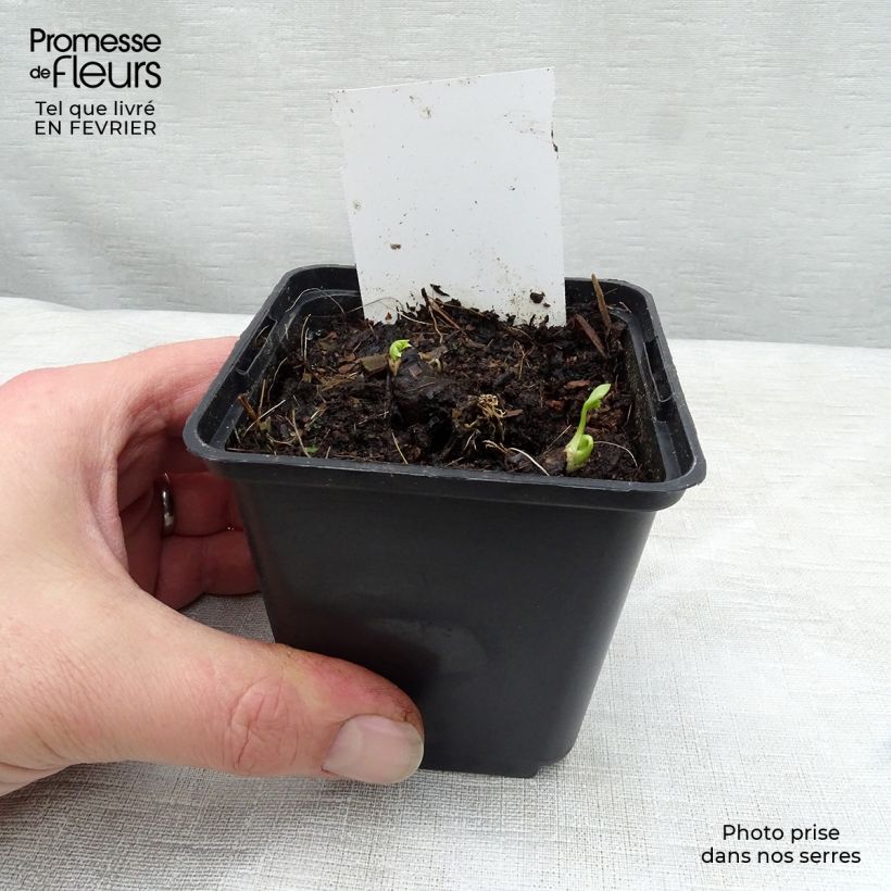 Aconitum napellus Schneewittchen - Aconito napello Vasetto da 8/9 cm esemplare consegnato in inverno