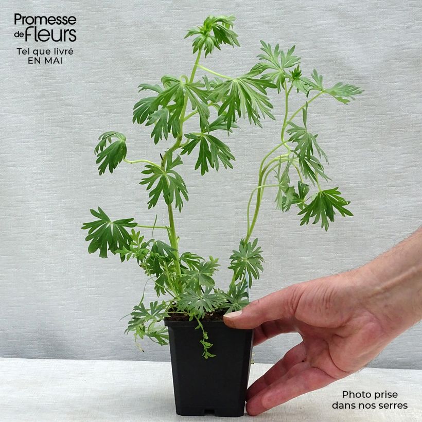 Aconitum napellus Schneewittchen - Aconito napello Vasetto da 8/9 cm esemplare consegnato in primavera