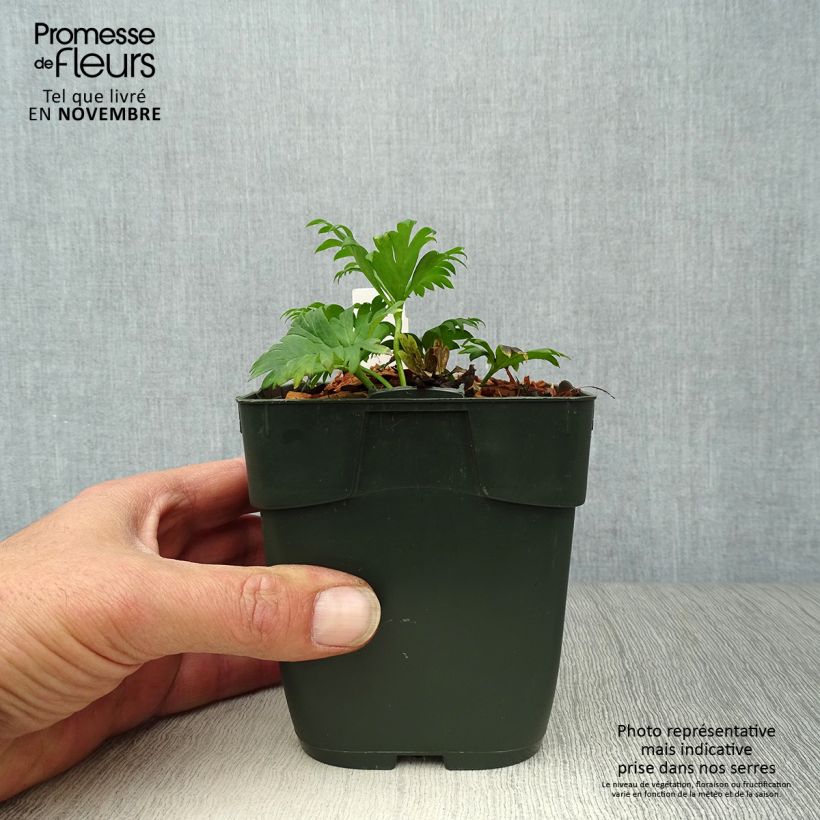 Esemplare di Aconitum napellus Schneewittchen - Aconito napello Vasetto da 8/9 cm come consegnato in autunno
