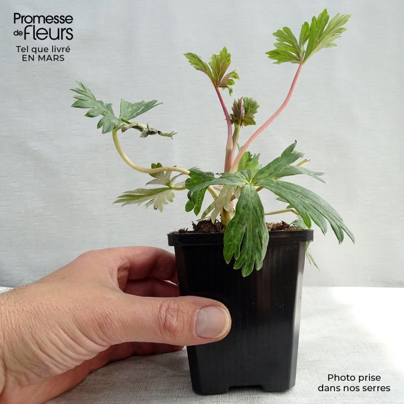 Aconitum carmichaelii Arendsii - Aconito Vasetto da 8/9 cm esemplare consegnato in primavera