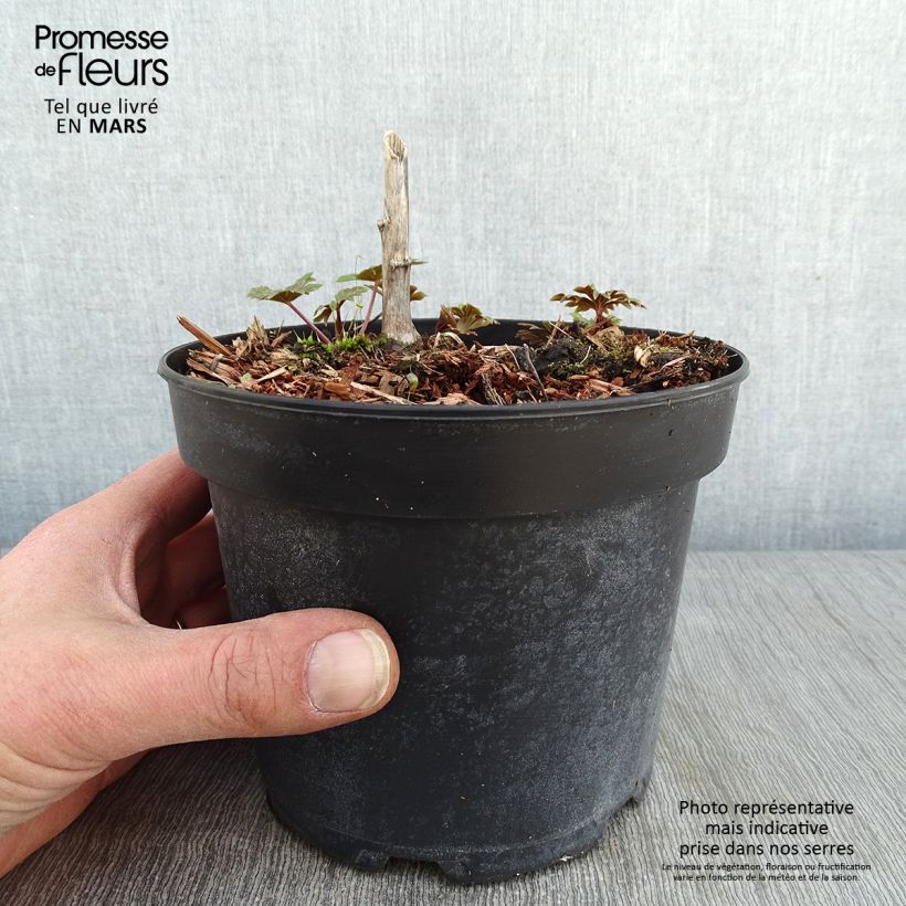 Aconitum carmichaelii Arendsii - Aconito Vaso da 2L/3L esemplare consegnato in inverno