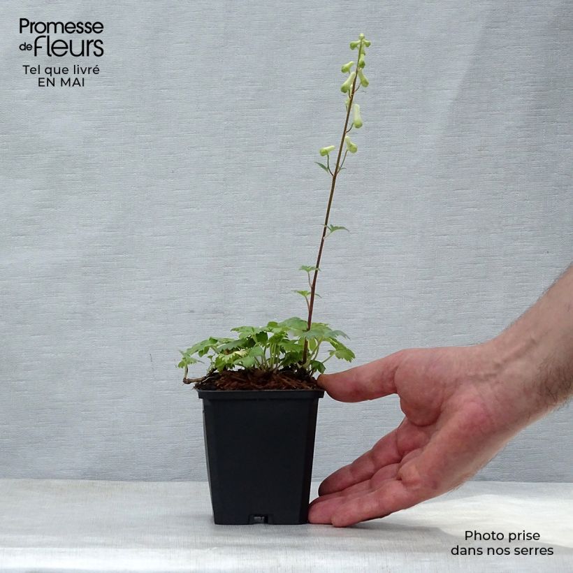 Aconitum septentrionale Ivorine Vasetto da 8/9 cm esemplare consegnato in primavera