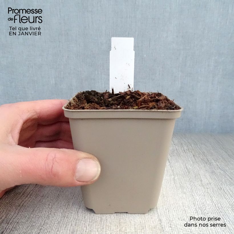 Aconitum septentrionale Ivorine Vasetto da 8/9 cm esemplare consegnato in inverno