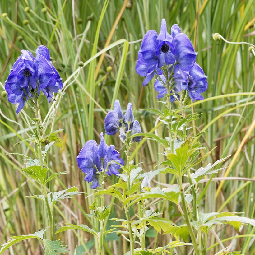 Aconitum fischeri - Aconito (Porto)