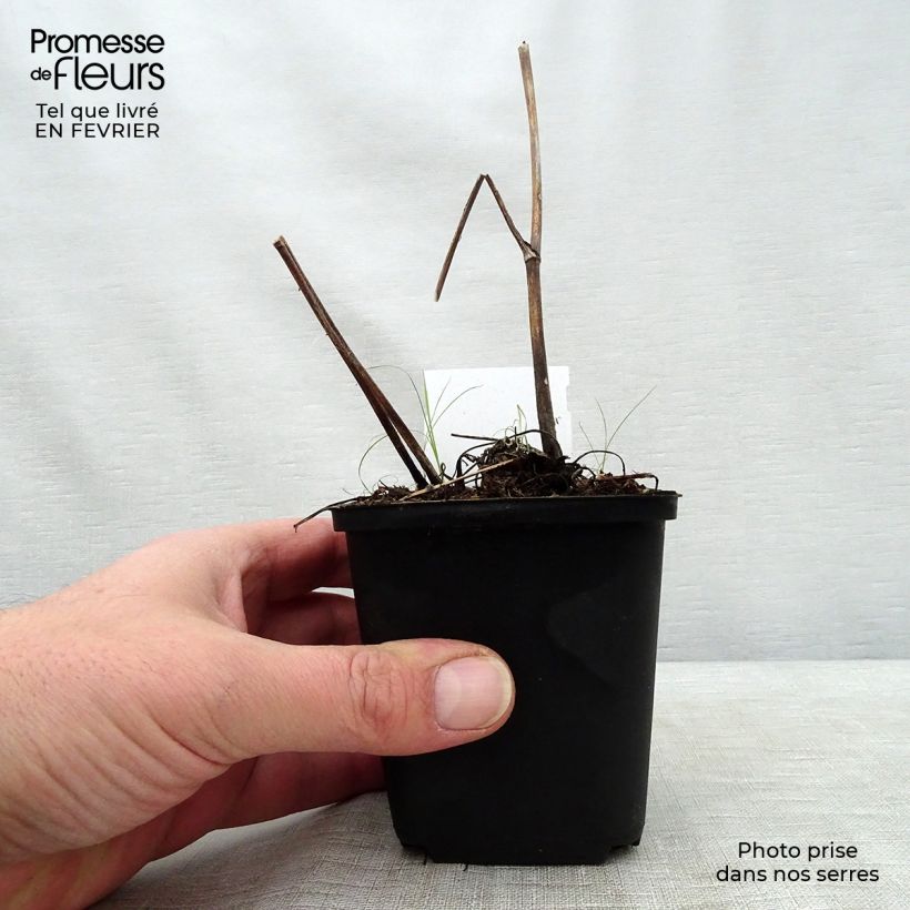 Aconitum lamarckii Vasetto da 8/9 cm esemplare consegnato in inverno