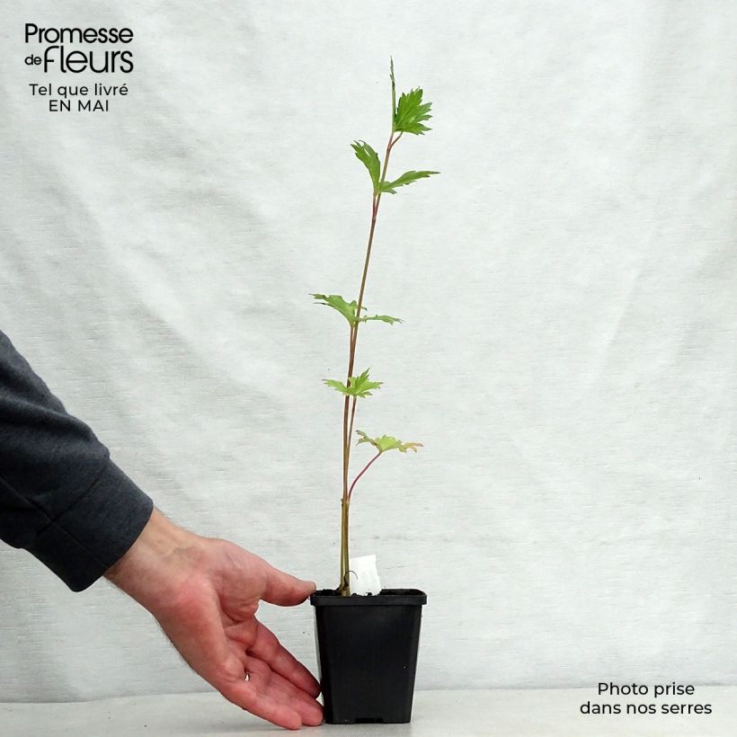 Aconitum carmichaelii Cloudy - Aconito Vasetto da 8/9 cm esemplare consegnato in primavera