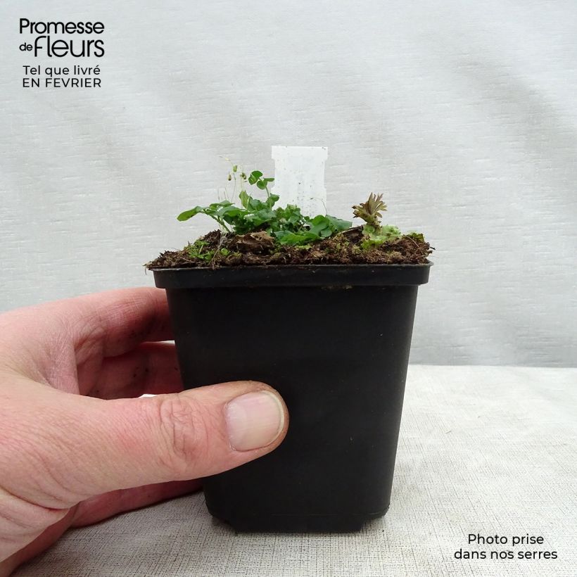 Aconitum napellus - Aconito napello Vasetto da 8/9 cm esemplare consegnato in inverno