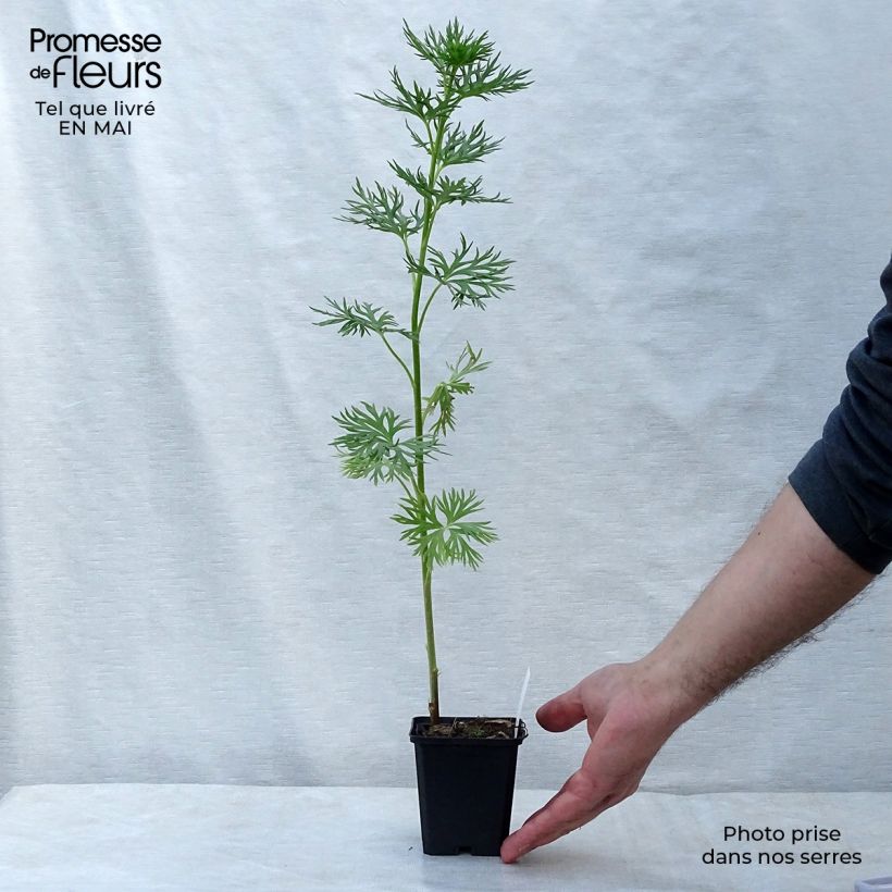 Aconitum napellus - Aconito napello Vasetto da 8/9 cm esemplare consegnato in primavera