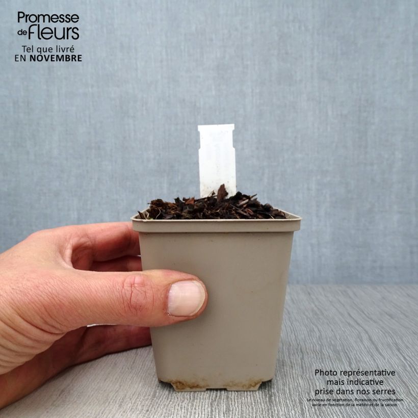 Esemplare di Aconitum napellus - Aconito napello Vasetto da 8/9 cm come consegnato in autunno