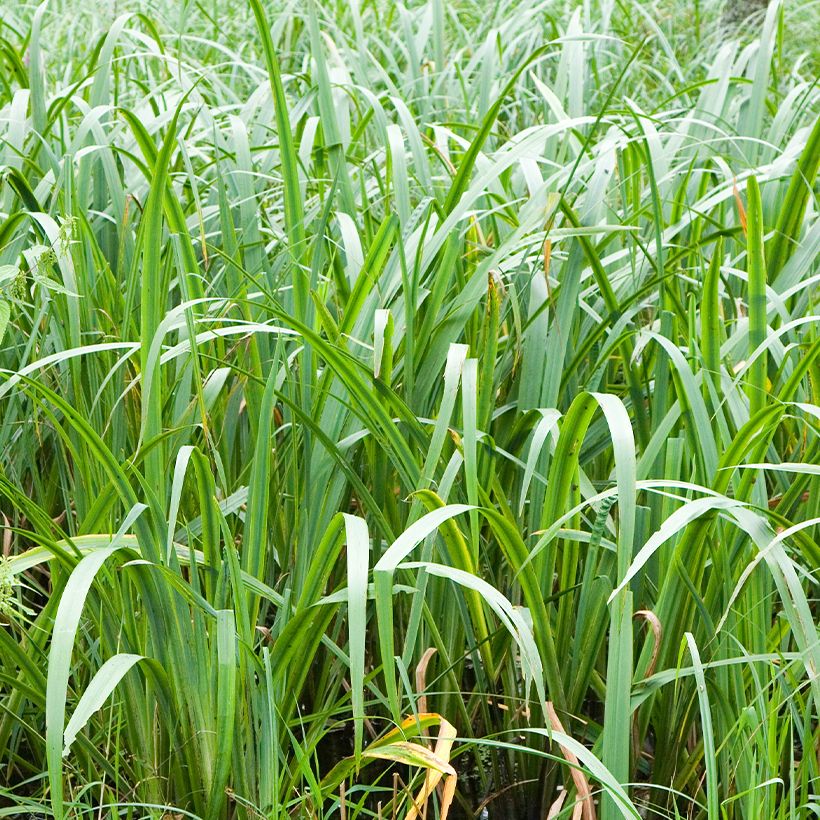 Acorus calamus - Calamo aromatico (Fogliame)