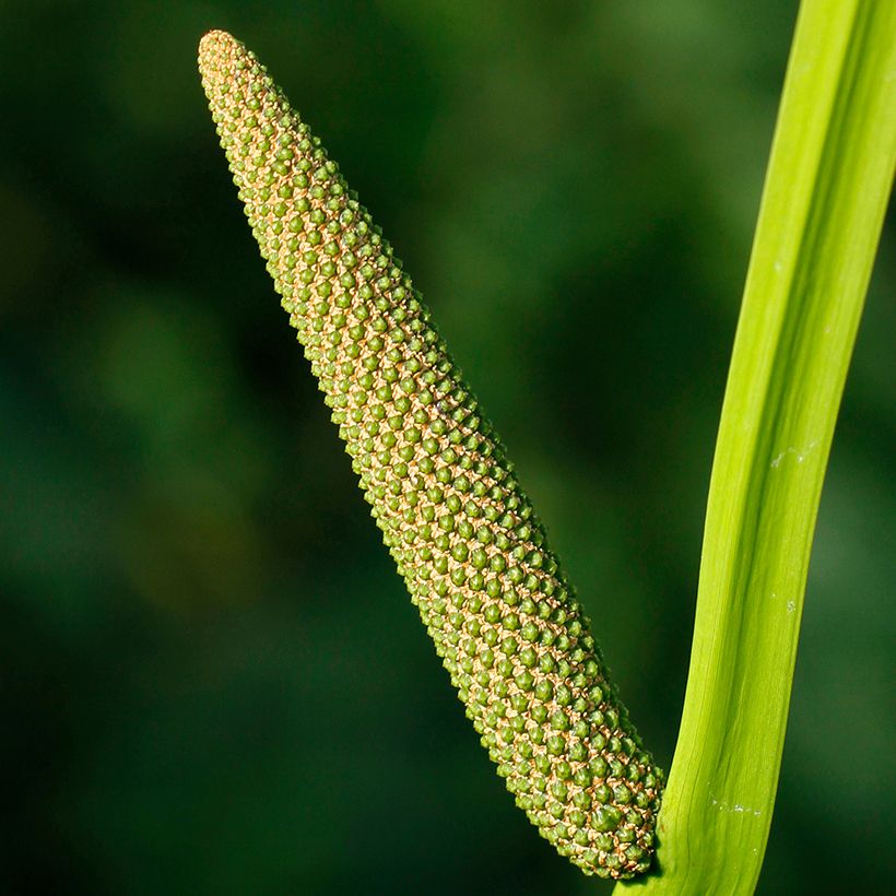 Acorus calamus - Calamo aromatico (Fioritura)