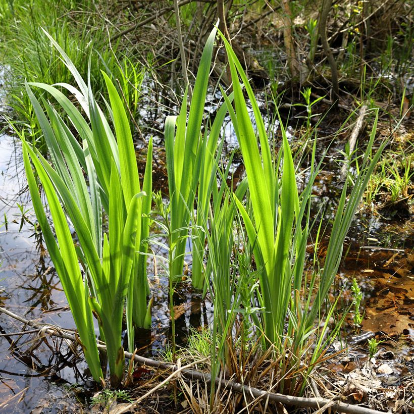 Acorus calamus - Calamo aromatico (Porto)