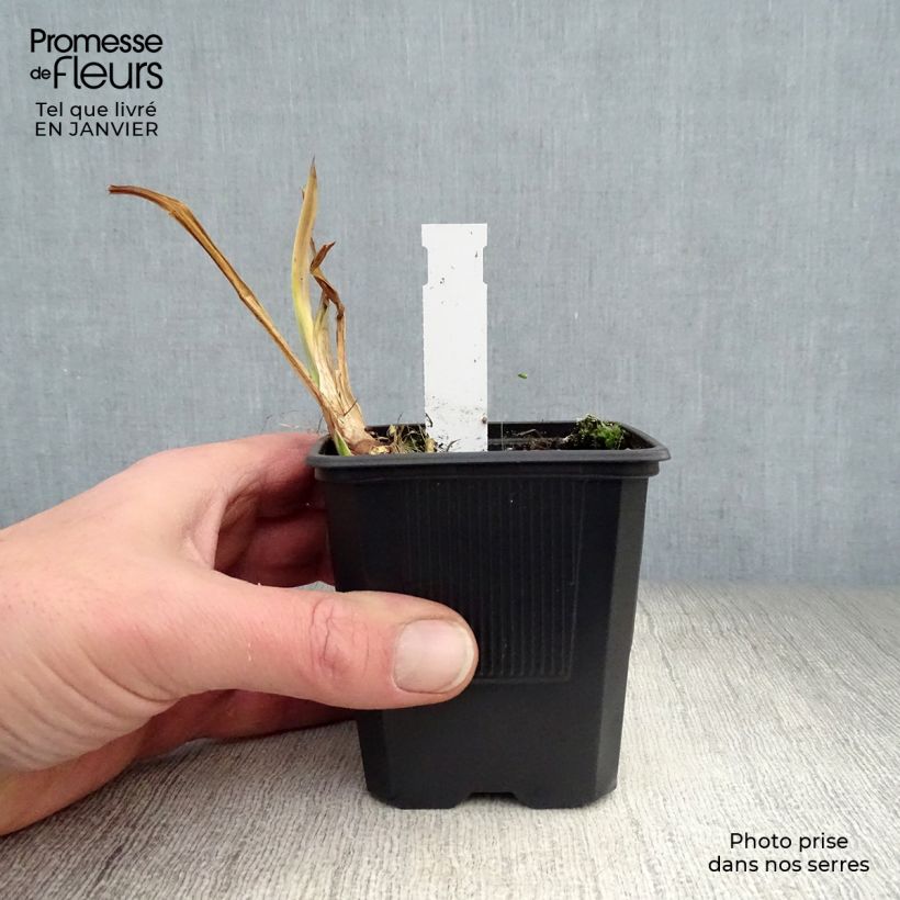 Acorus calamus Variegatus - Calamo aromatico Vasetto da 8/9 cm esemplare consegnato in inverno