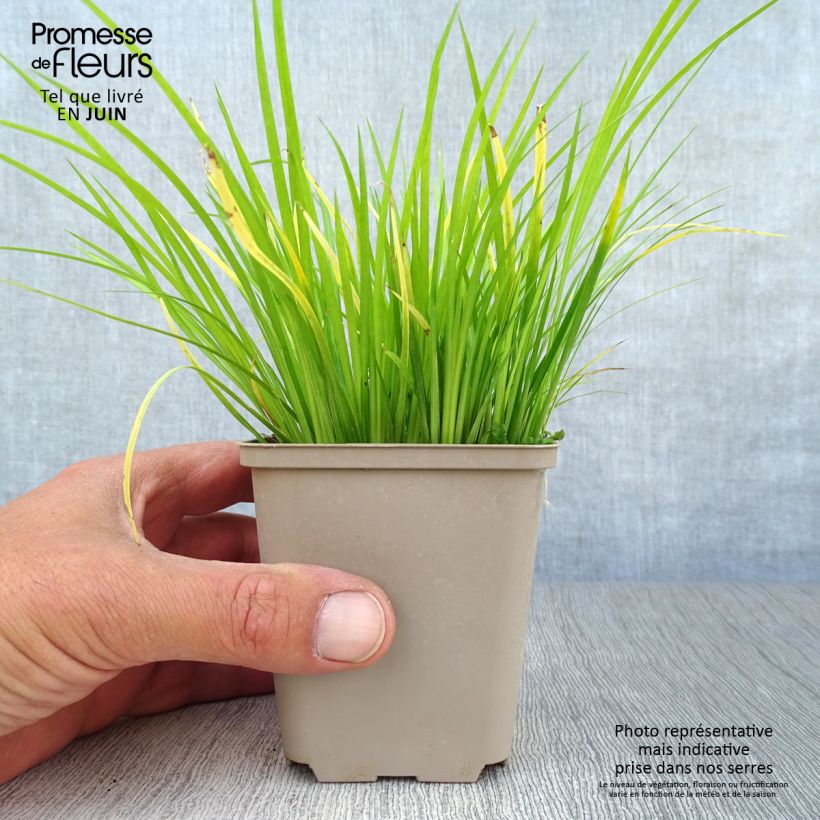 Esemplare di Acorus gramineus - Piccolo calamo Vasetto da 8/9 cm consegnato in estate