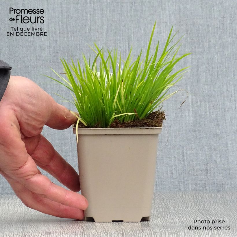 Acorus gramineus - Piccolo calamo Vasetto da 8/9 cm esemplare consegnato in inverno