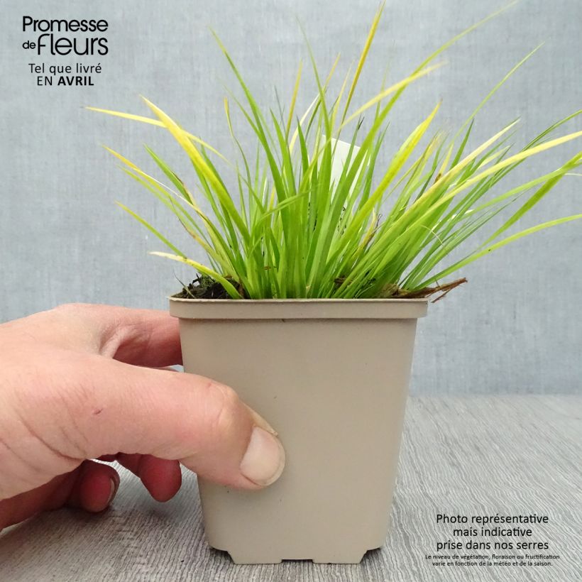 Acorus gramineus - Piccolo calamo Vasetto da 8/9 cm esemplare consegnato in primavera