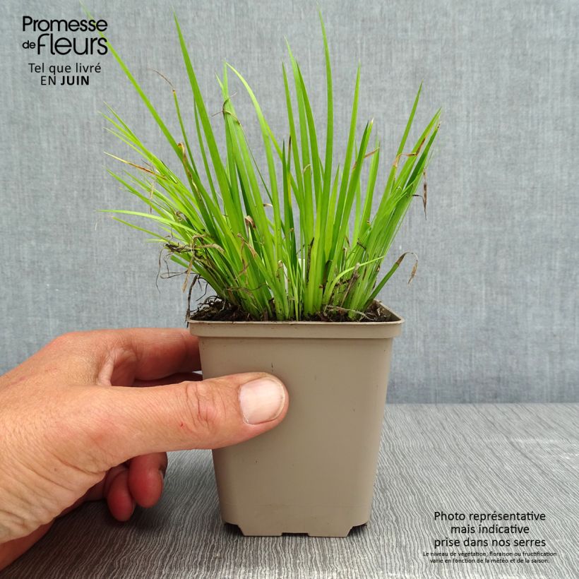 Acorus gramineus Hakuro Nishiki - Piccolo calamo Vasetto da 8/9 cm esemplare consegnato in primavera