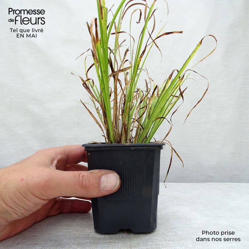 Acorus gramineus Ogon - Piccolo calamo Vasetto da 8/9 cm esemplare consegnato in primavera