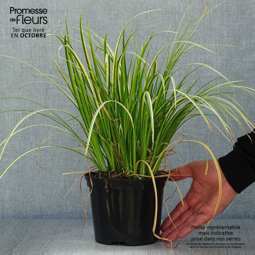 Esemplare di Acorus gramineus Ogon - Piccolo calamo Vaso da 2L/3L come consegnato in autunno