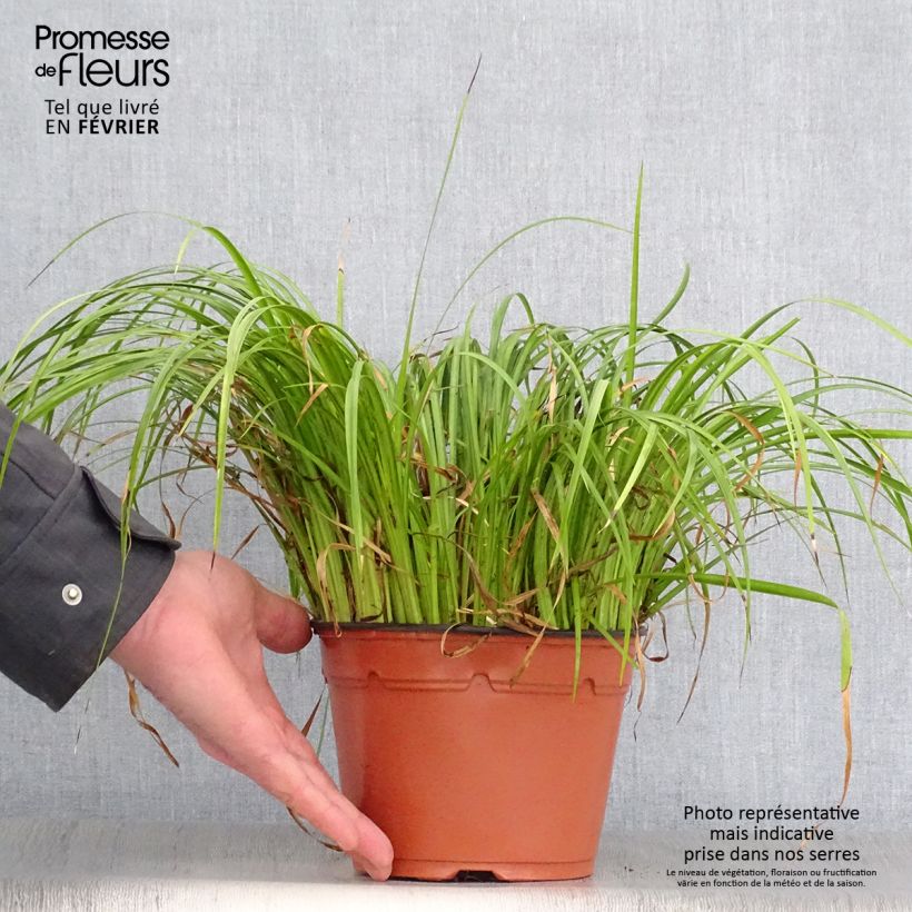 Acorus gramineus Ogon - Piccolo calamo Vaso da 2L/3L esemplare consegnato in inverno