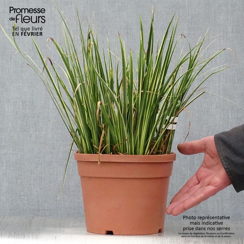 Acorus gramineus Variegatus - Piccolo calamo Vaso da 2L/3L esemplare consegnato in inverno