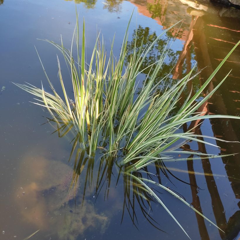 Acorus gramineus Variegatus - Piccolo calamo (Porto)